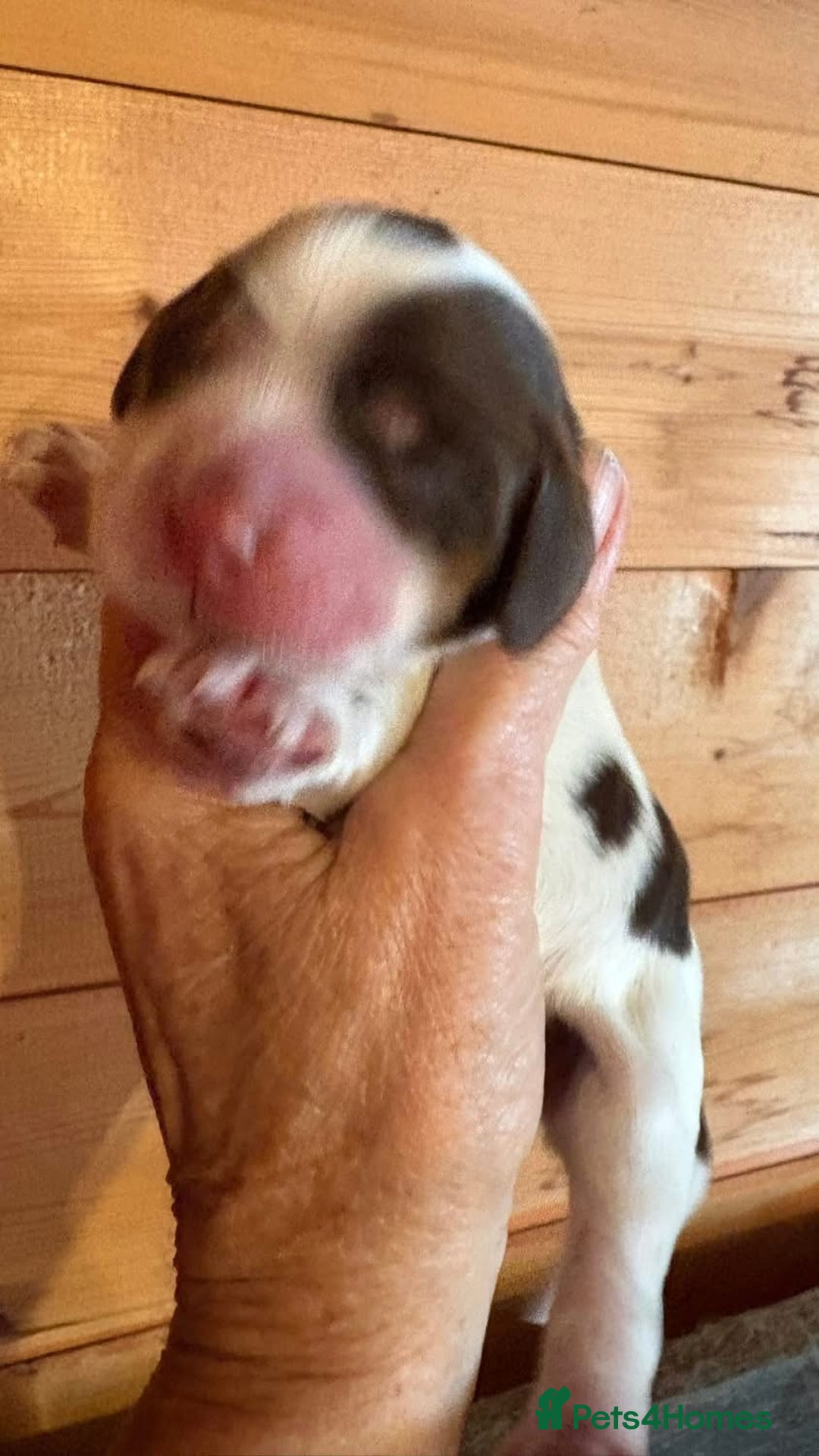 Cocker Spaniel dogs for sale: Show cocker spaniel pups  - Image 14