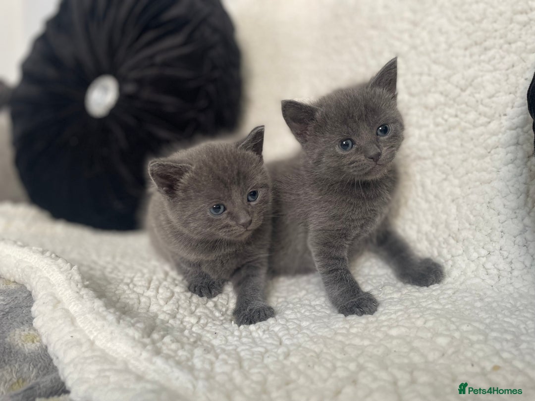 Russian Blue cats for sale: Russian X blue kittens  - Image 2