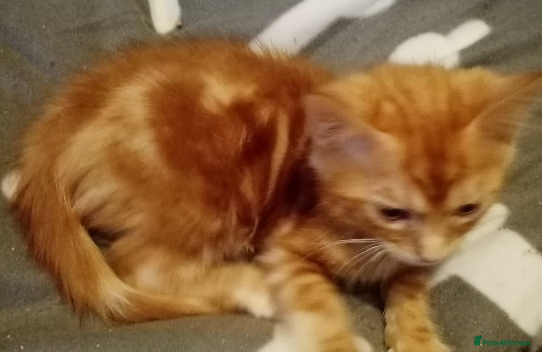 Mixed Breed cats for sale: Cute and Playful Kittens - Advert 38