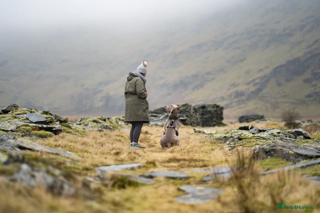 Weimaraner dogs for stud: Proven Stunning kc registered weimaraner for stud  in West Bromwich - Advert 8