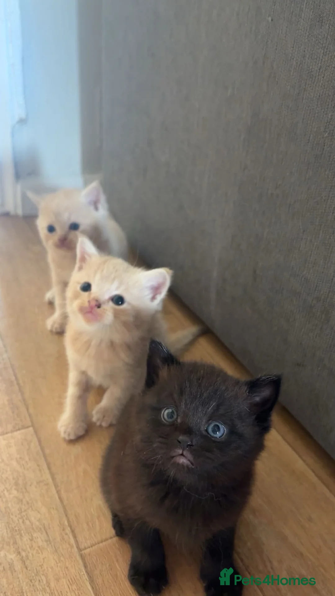 Mixed Breed cats for sale: Exotic kittens  in Portsmouth - Advert 2