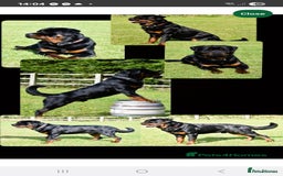 Rottweiler dogs for sale: KC & Fully Health Tested Rottweiler Puppies - Image 18