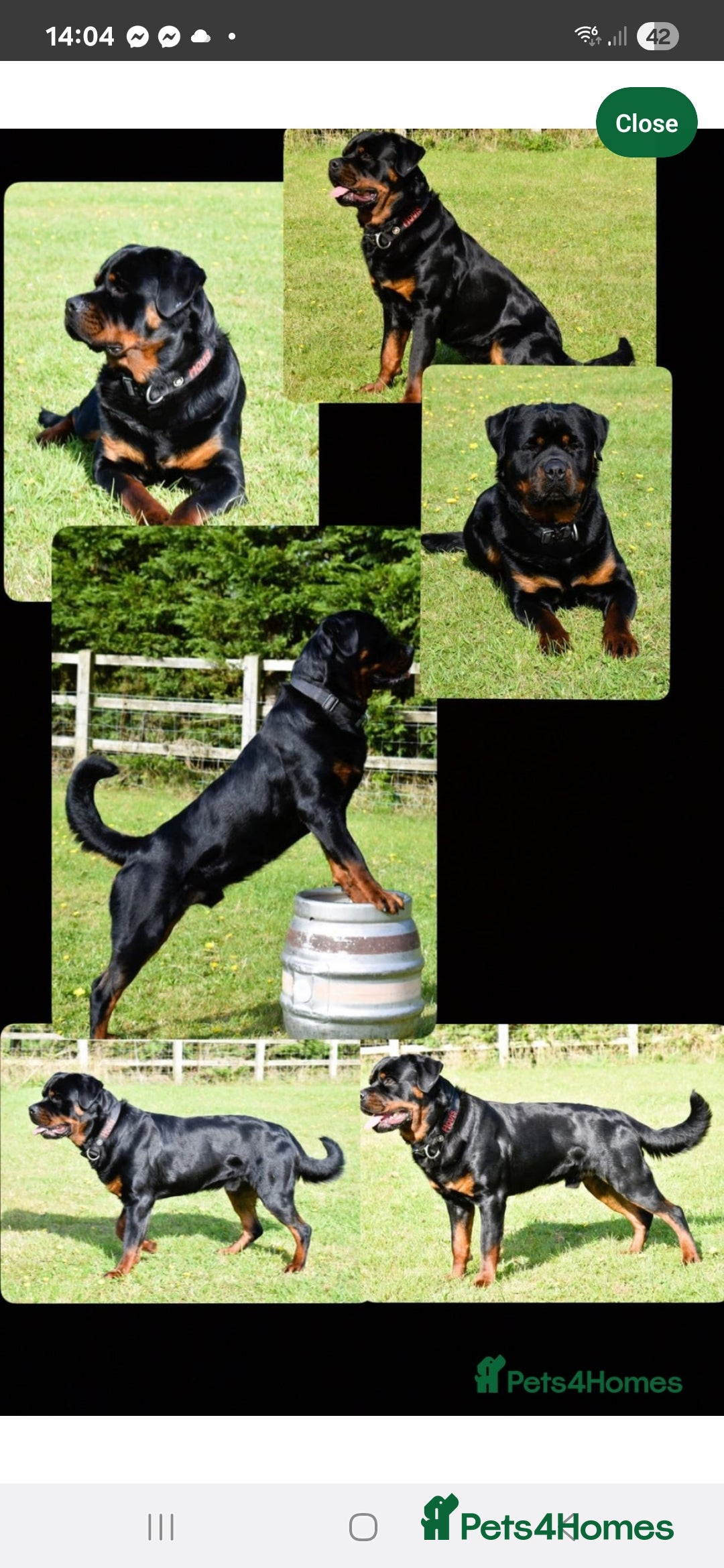 Rottweiler dogs for sale: KC & Fully Health Tested Rottweiler Puppies - Image 18