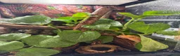 Gecko reptiles for sale: 2 crested geckos  in Runcorn - Advert 5