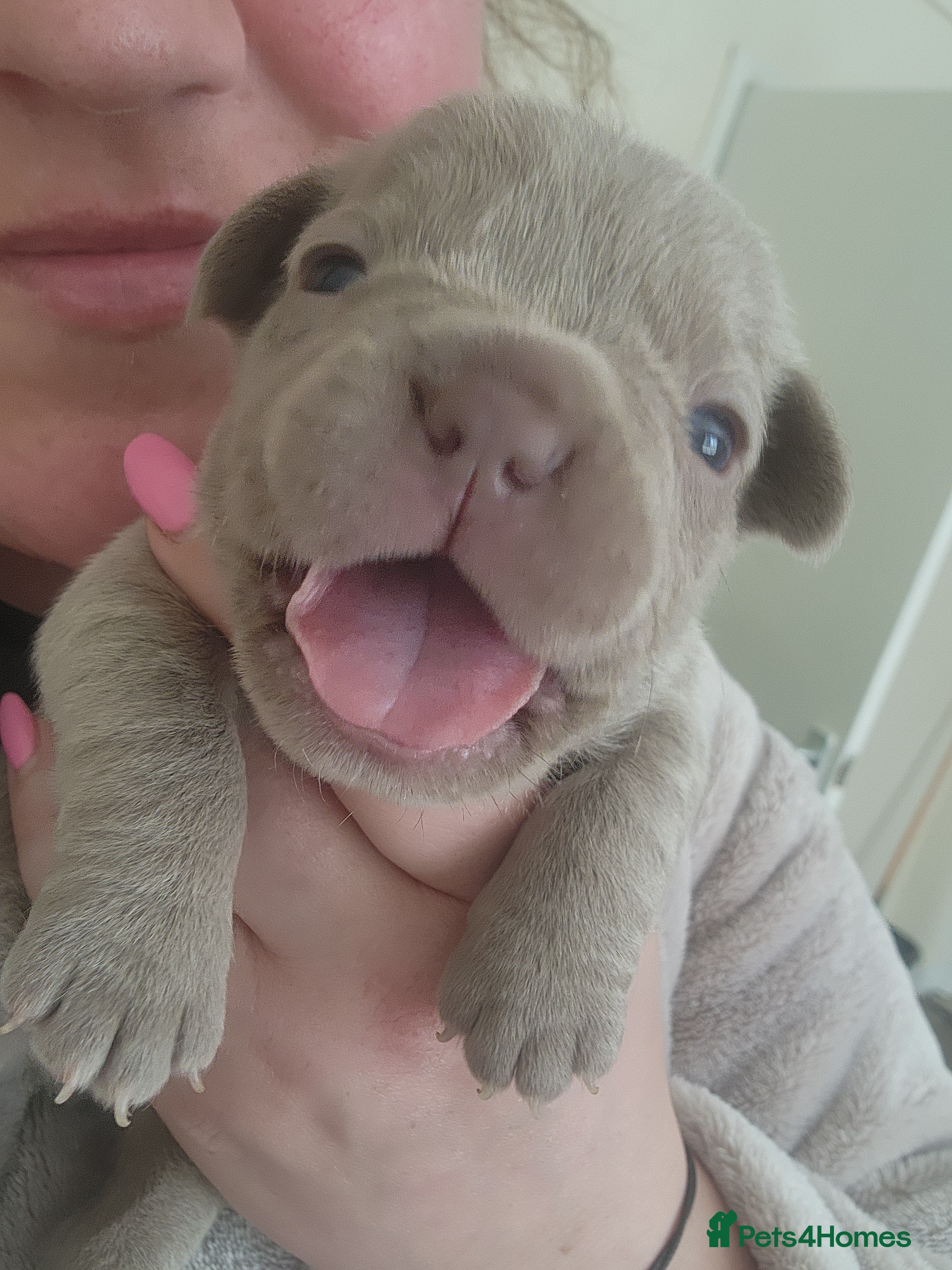 French Bulldog dogs for sale: French Bulldog puppies - Advert 5