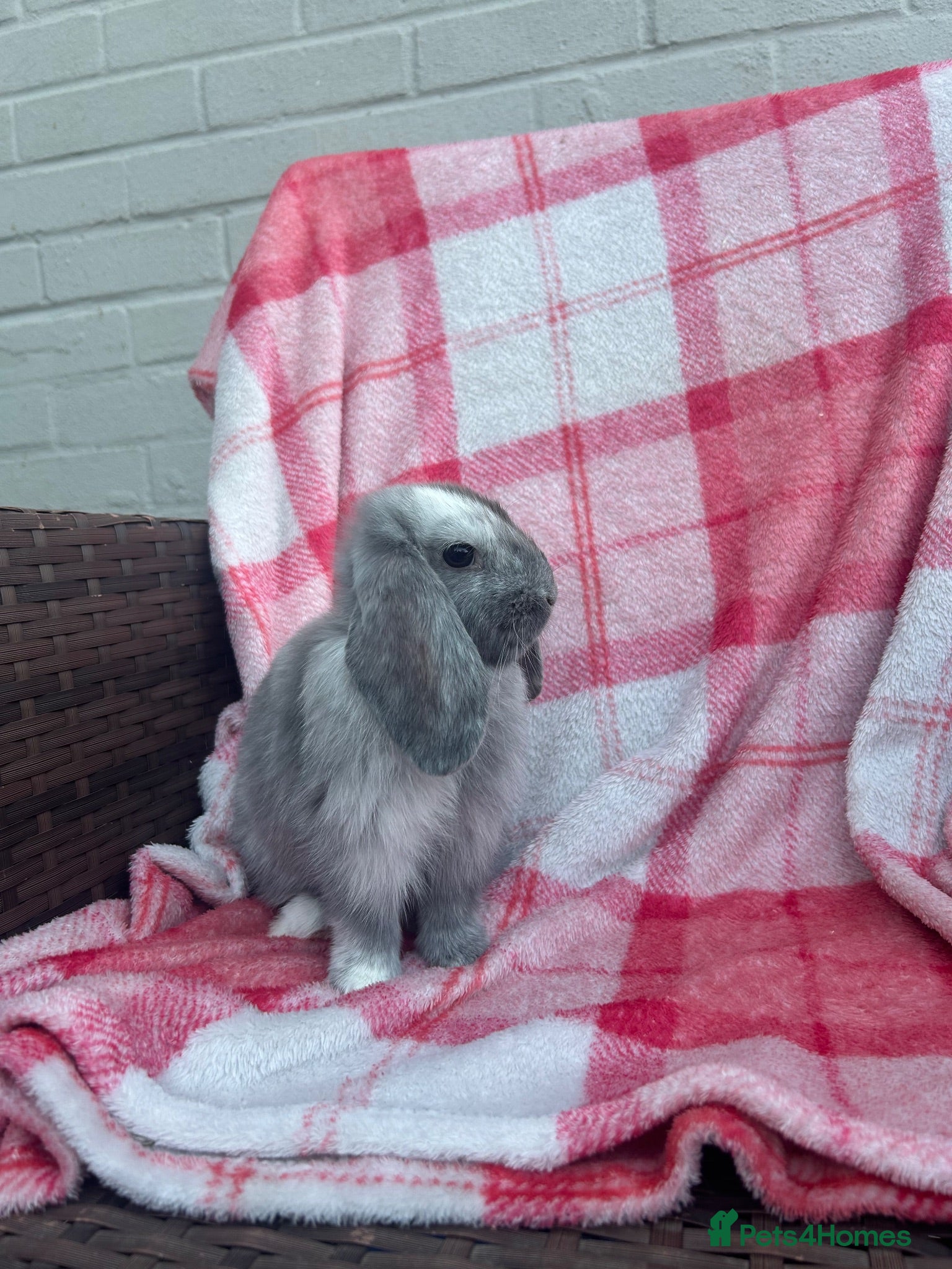 Mini Lop rabbits Mini-Lop 10 week old baby rabbits - Advert 18