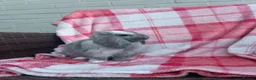Mini Lop rabbits for sale: Mini-Lop 10 week old baby rabbits in Braintree - Advert 3