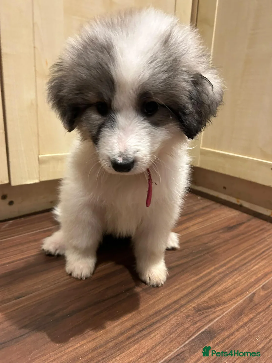 Pyrenean Mountain Dog dogs for sale: LAST GIRL READY FOR COLLECTION NOW KC REGISTERED  - Advert 2