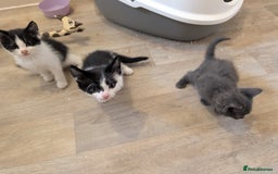 British Shorthair cats for sale: Kittens for sale  - Image 4