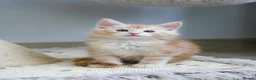 Maine Coon cats for sale: Rare Red Shaded TICA Maine Coon Kittens - Advert 22