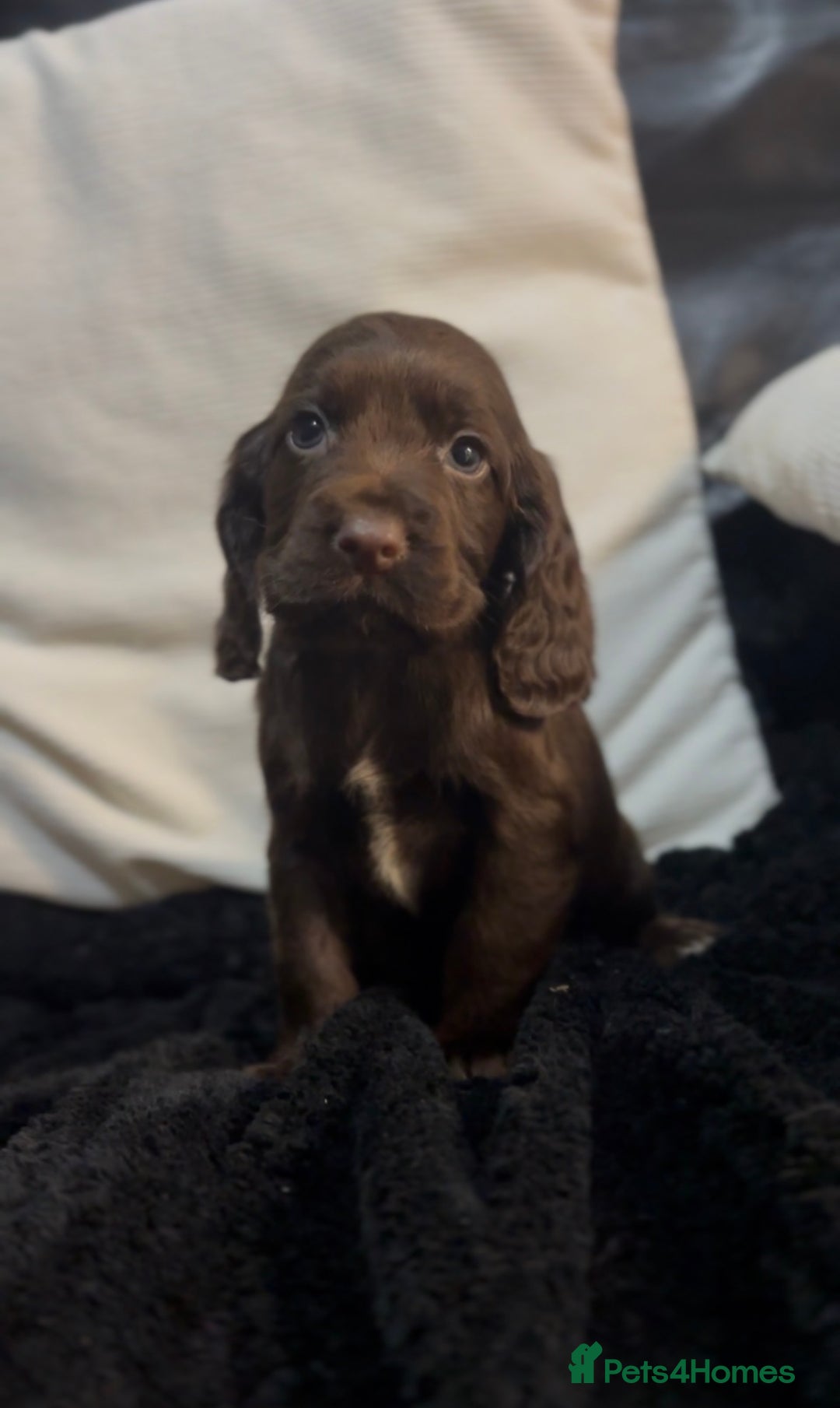 Cockapoo dogs for sale: Adorable F1B Cockapoos❤️💙 🐾 - Advert 4