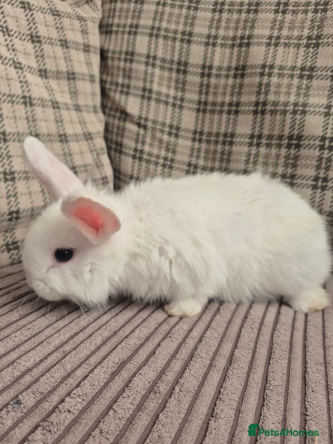 Mixed Breed rabbits for sale: Baby rabbits for sale  - Advert 6