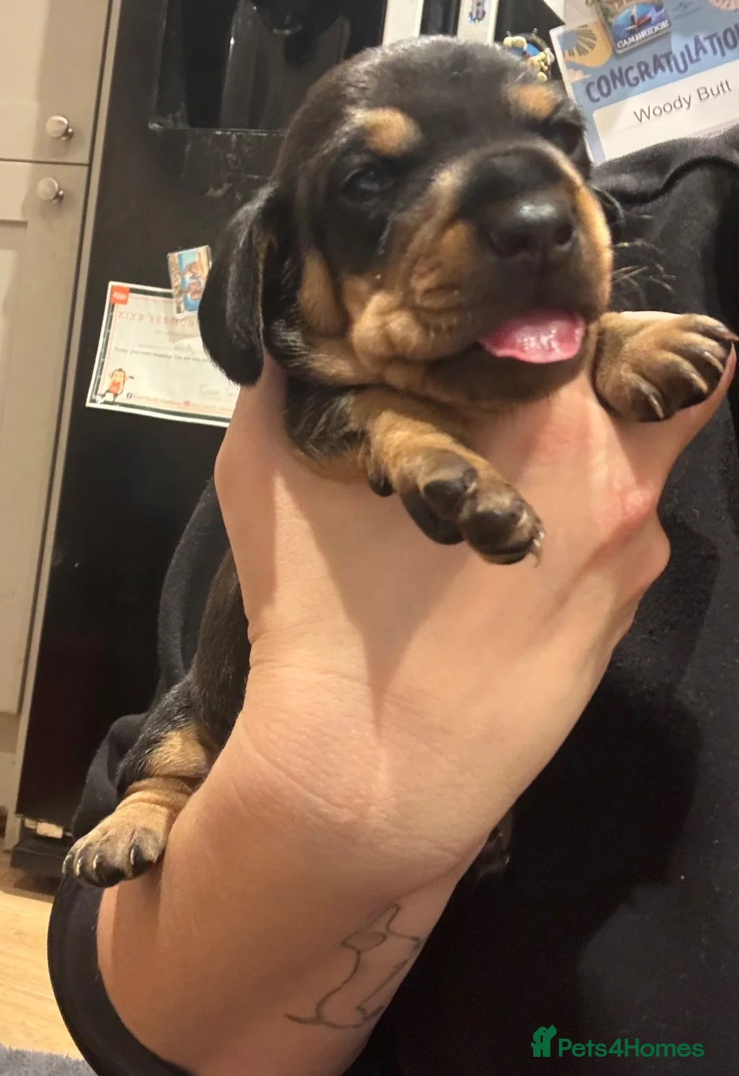 Dachshund dogs for sale: Gorgeous dacshund puppies for sale  - Advert 2