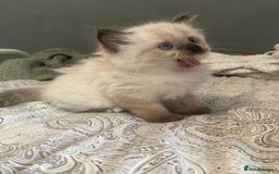Ragdoll cats for sale: Beautiful Ragdoll kittens  - Image 9