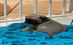 Mixed Breed dogs for sale: Pug X puppies for sale-  1 girl 1 boy - Image 17