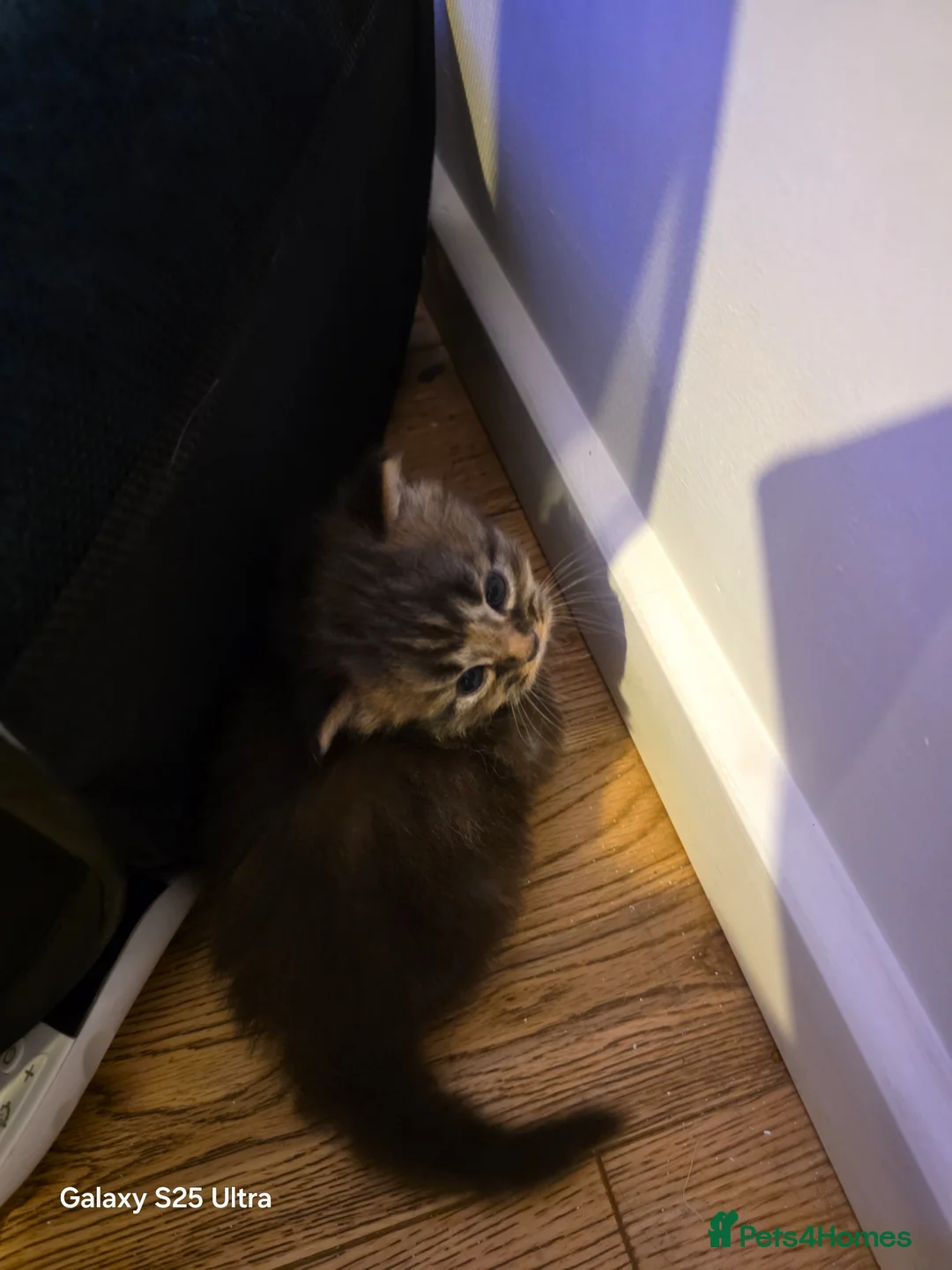 Maine Coon cats for sale:  Pure Maine coon kittens  - Advert 2