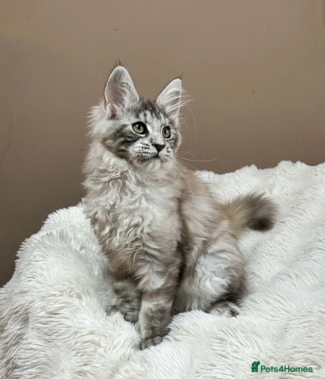 Maine Coon cats for sale: Tica Registered maine coon kitten -  - Advert 3