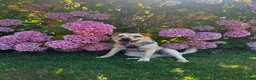 Mixed Breed dogs for adoption: ❤️🐶 LAIMA – HOW IS THIS WONDERFUL GIRL WAITING - Advert 6