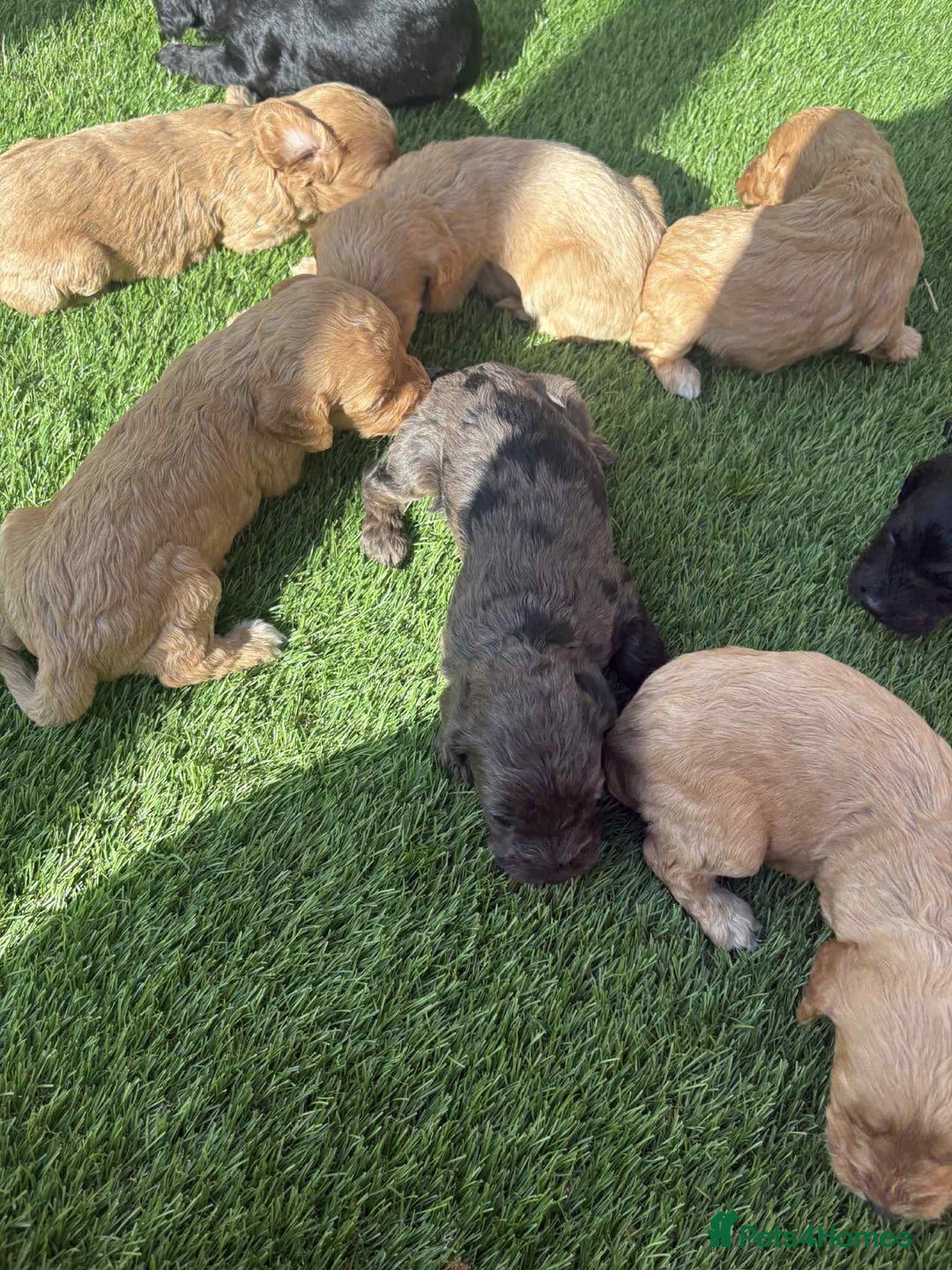 Cockapoo dogs for sale: Beautiful cockerpoo pups for sale - Image 17