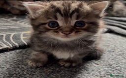 Maine Coon cats for sale: Domestic X Maine coon kittens - Image 2