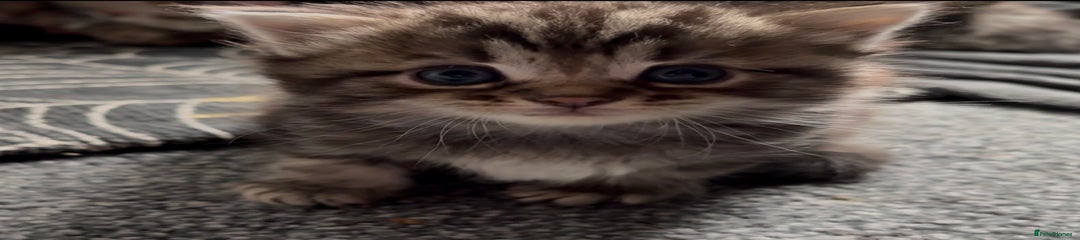 Maine Coon Kitten 1