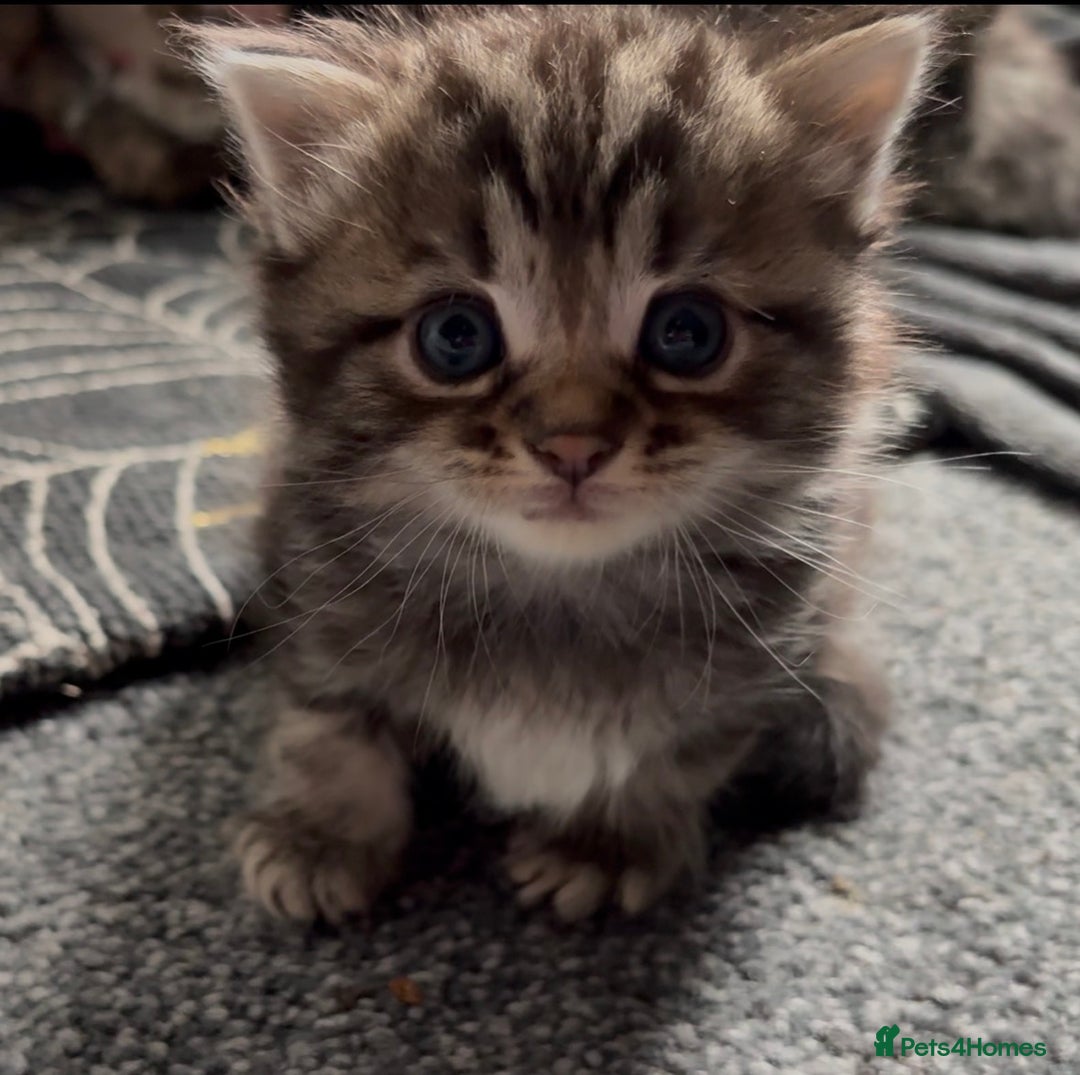 Maine Coon cats for sale: Domestic X Maine coon kittens - Image 2