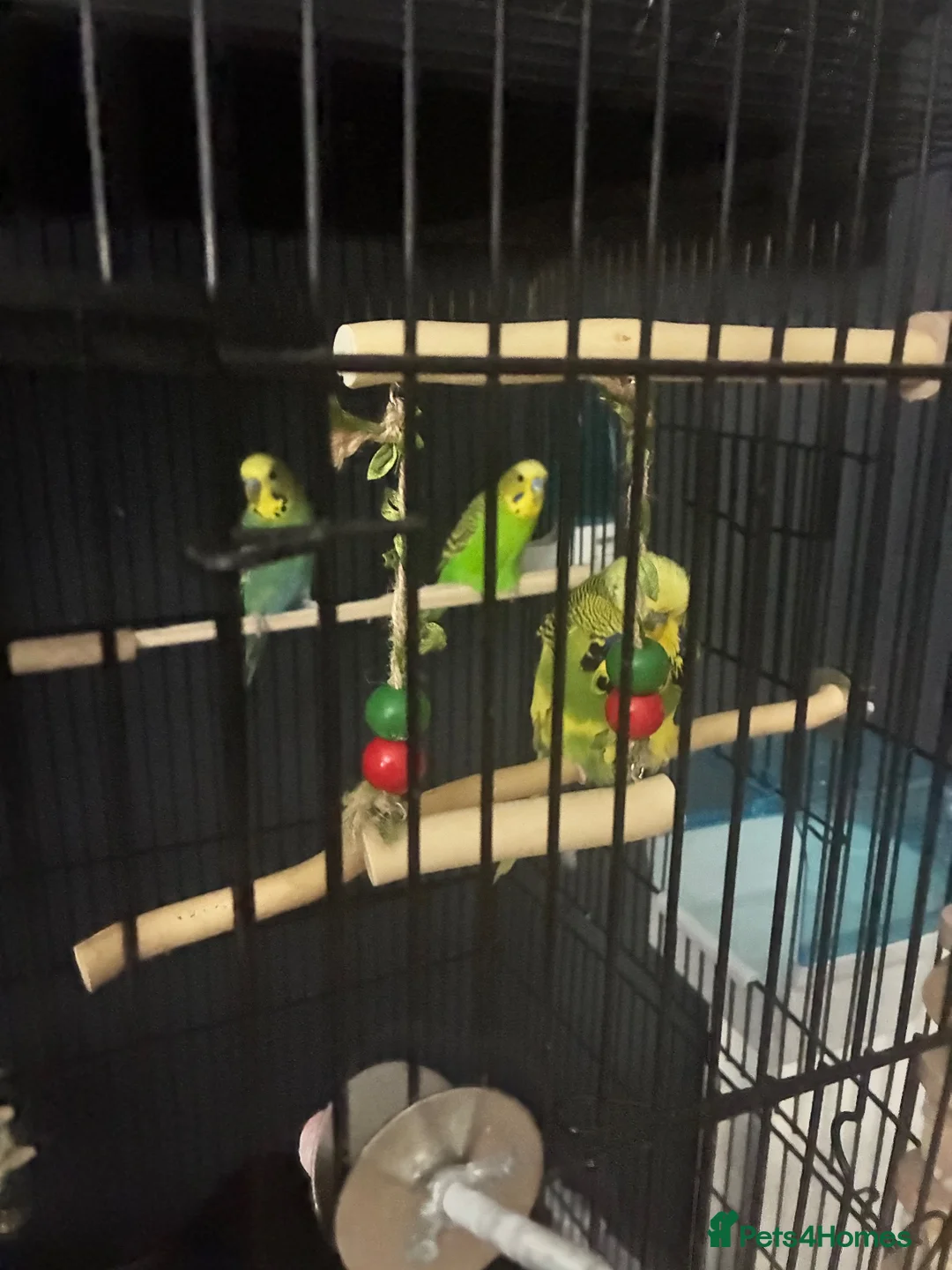 Budgerigars birds for sale: Budgies and cage  in Swadlincote - Advert 2