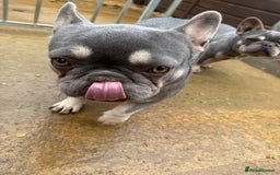 French Bulldog dogs for sale: FRENCH BULLDOGS  - Advert 5