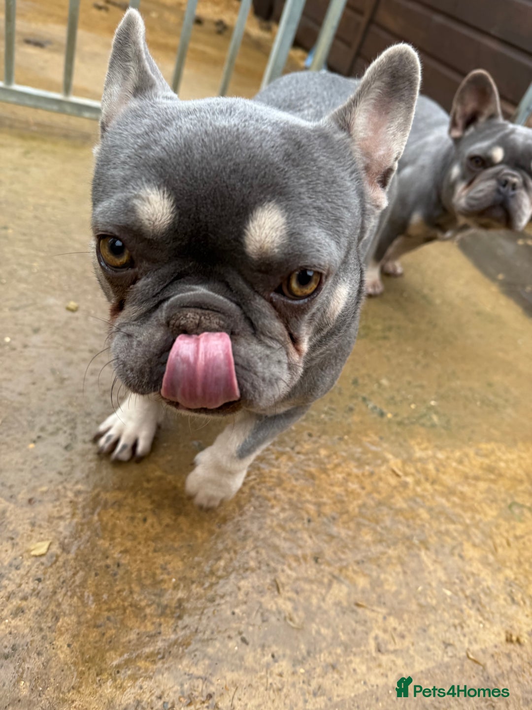 French Bulldog dogs for sale: FRENCH BULLDOGS  - Advert 5