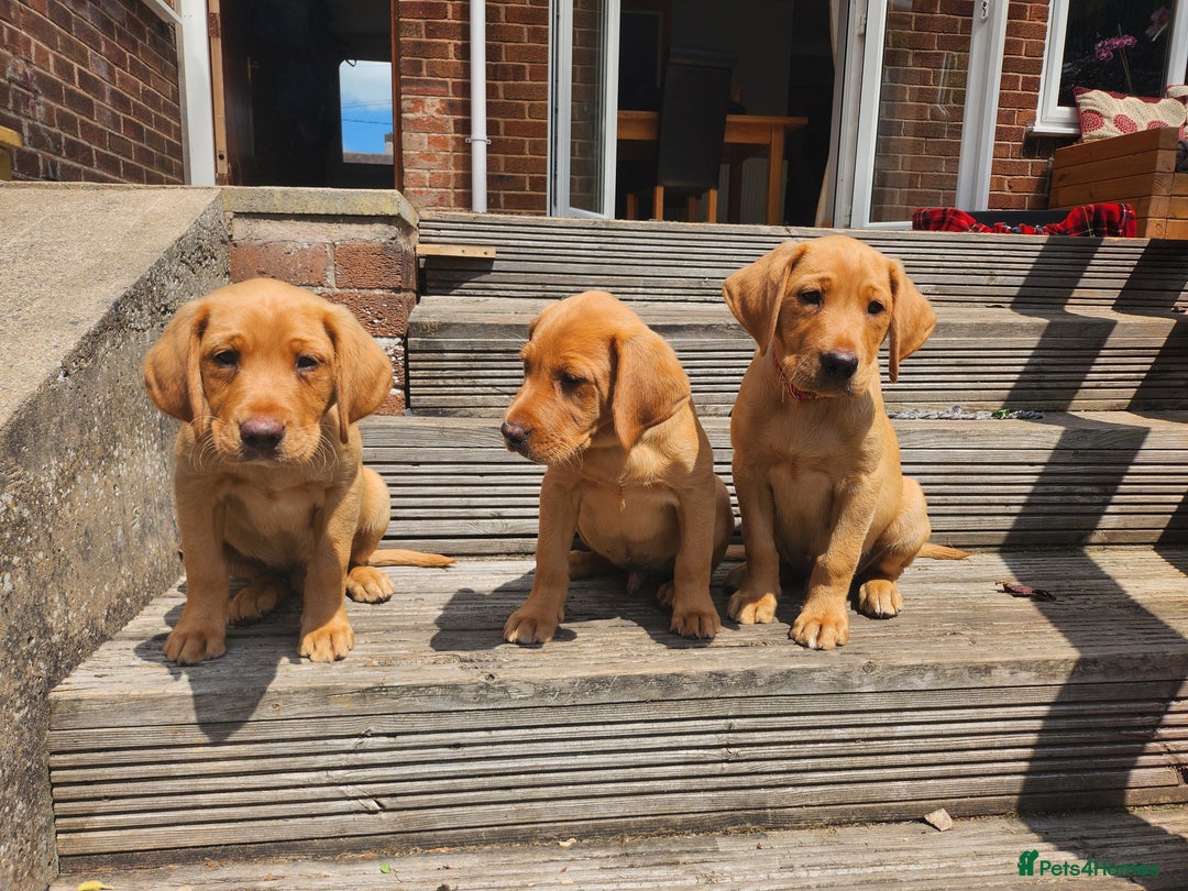 Labrador Retriever dogs for sale: KC Reg Fox Red Labrador Male. Fully vaccinated. in Mold - Image 7