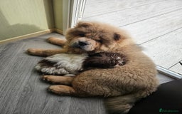 Chow Chow dogs for sale: Outstanding 3 beautiful chow pups - Image 7