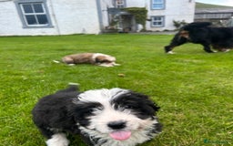 Bernedoodle dogs for sale: Gorgeous Bernedoodle puppies  - Image 4