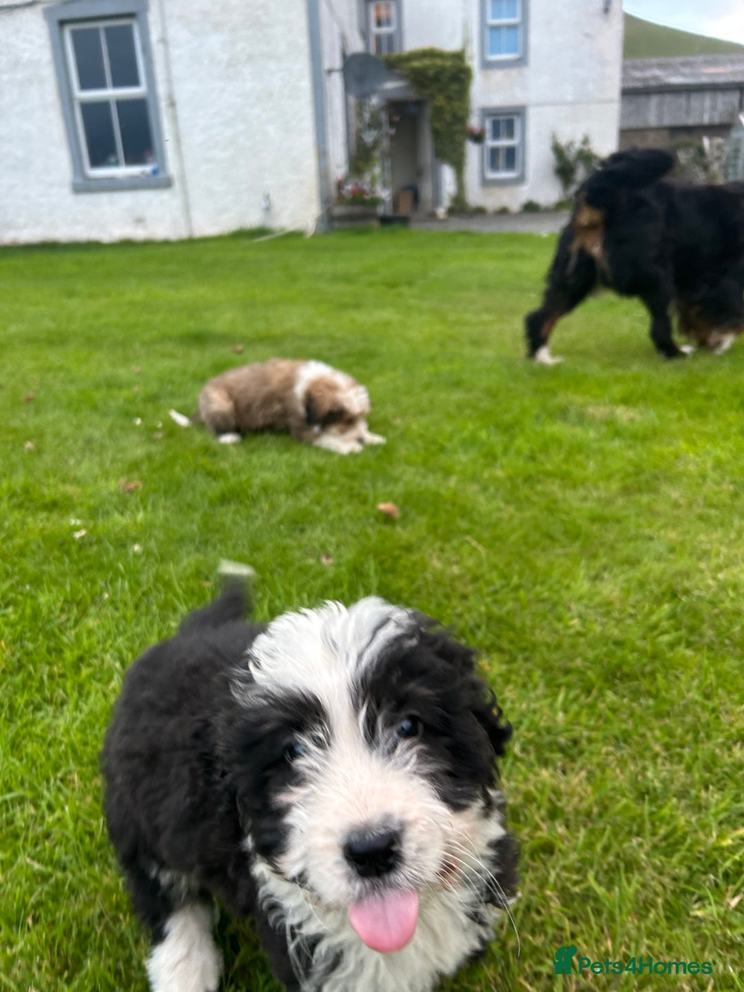 Bernedoodle dogs for sale: Gorgeous Bernedoodle puppies  - Image 4