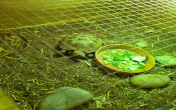Tortoise reptiles for sale: Beautiful Horsfield tortoise and set up  - Image 5