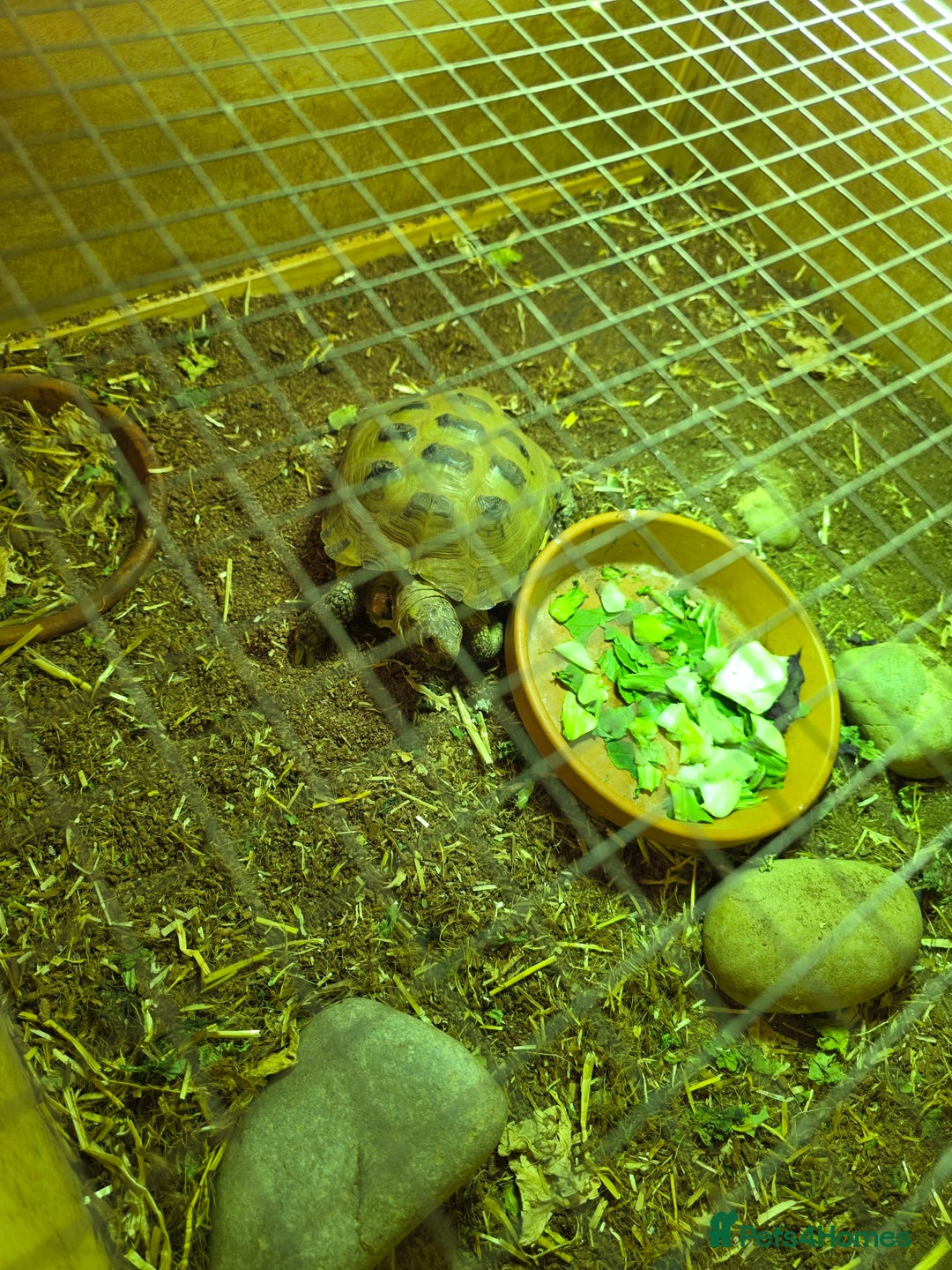 Tortoise reptiles for sale: Beautiful Horsfield tortoise and set up  - Image 5