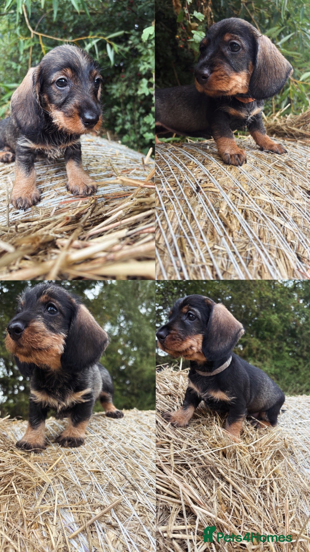 Dachshund dogs ✨Health tested quality KC standard dachshunds✨  - Advert 2