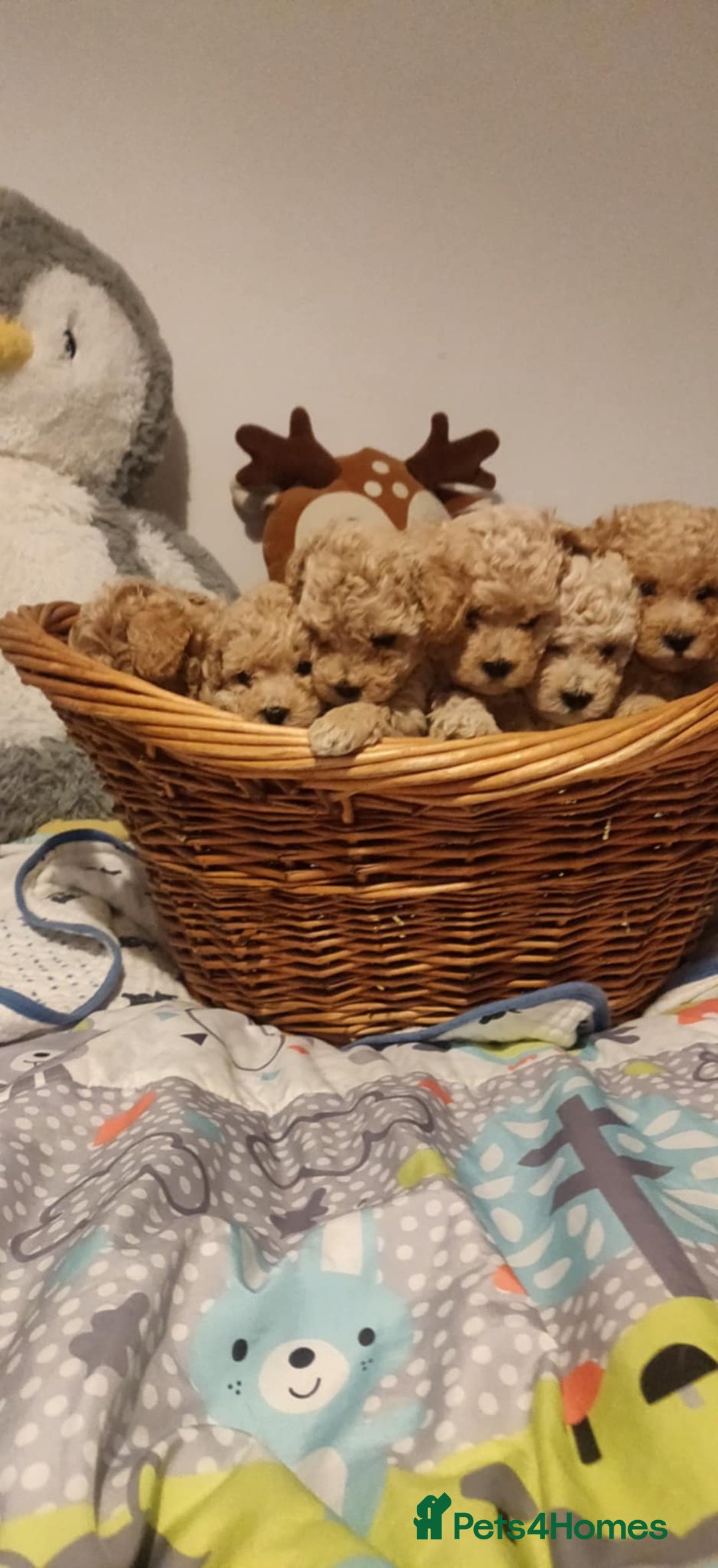 Maltipoo dogs for sale: Beautiful maltipoo puppys - Advert 12