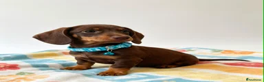 Dachshund 3