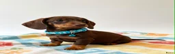 Dachshund dogs for sale: Litter of 5 stunning dachshund pups - Advert 7