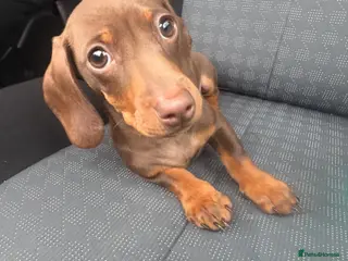 Miniature Dachshund dogs Girl mini dachshund - Advert 3