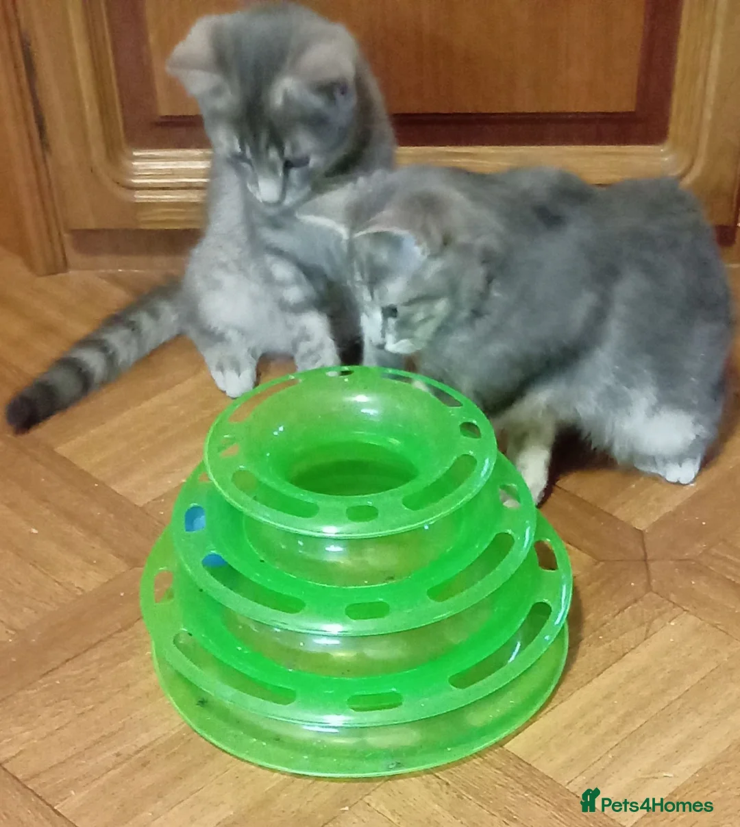British Shorthair cats for sale: British shorthair kittens in Southampton - Advert 2