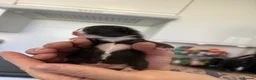 British Longhair cats for sale: 5 adorable kittens  - Advert 30