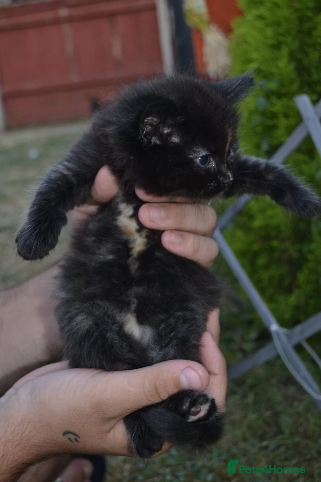 Mixed Breed cats for sale: 4 beautiful kittens  in Peterborough - Advert 2