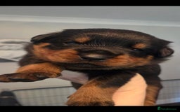 Rottweiler dogs for sale: KC & Fully Health Tested Rottweiler Puppies - Image 8