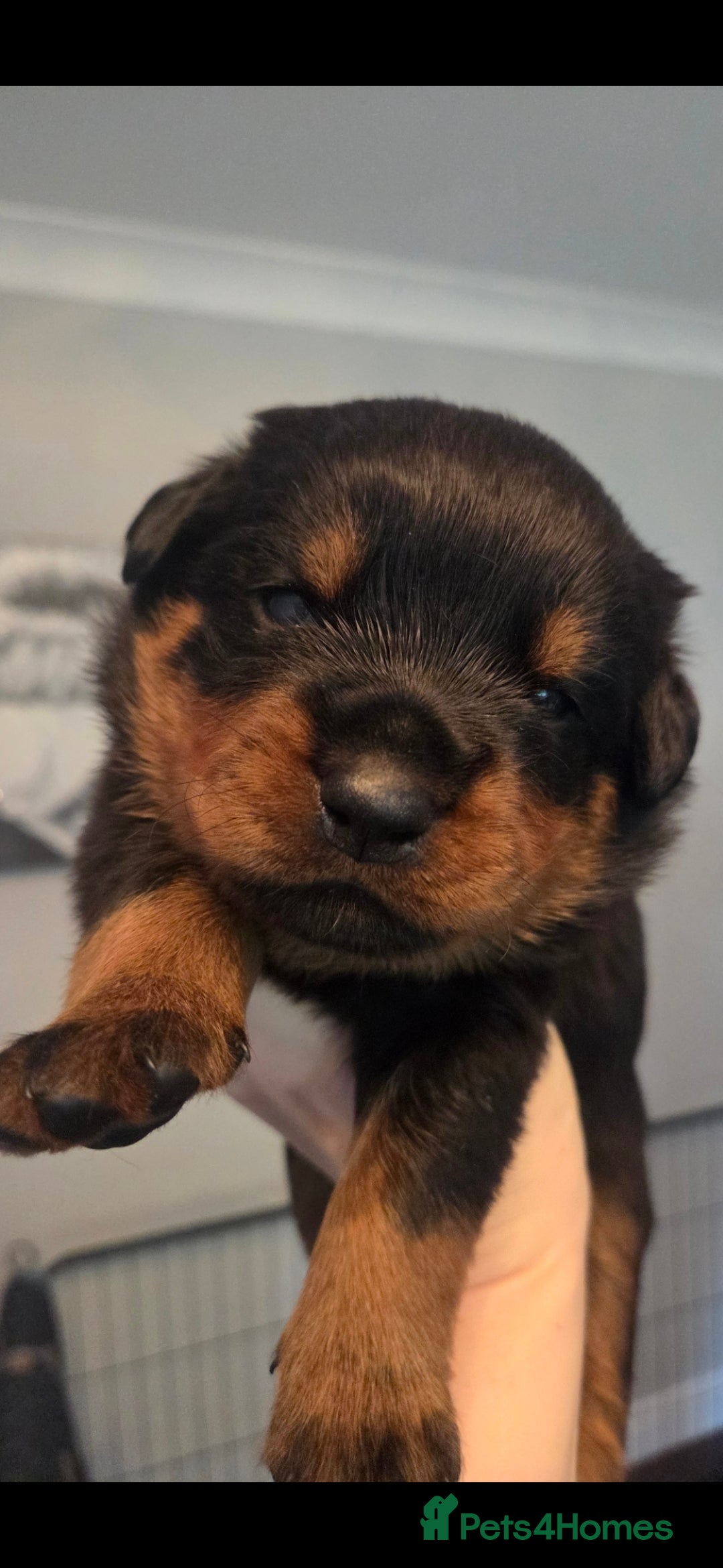 Rottweiler dogs for sale: KC & Fully Health Tested Rottweiler Puppies - Image 8