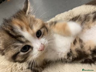 American Shorthair cats Stunning 8 week old girl American shorthair kitten - Advert 1