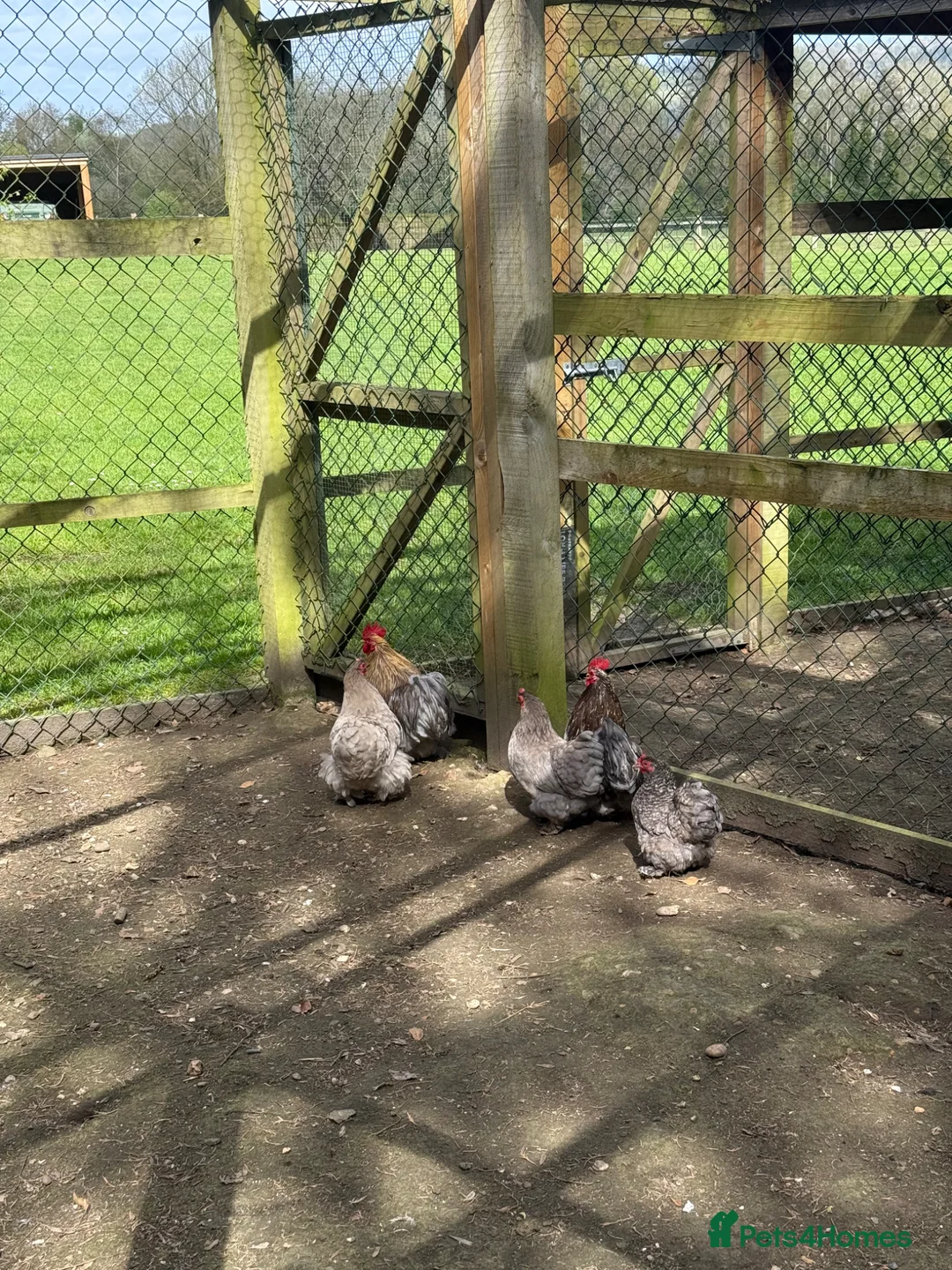 Chickens poultry for sale: Pekin bantams  in Sevenoaks - Advert 7