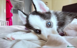 Siberian Husky dogs for sale: Siberian husky female 8wks. Blue green brown eyes  - Image 1