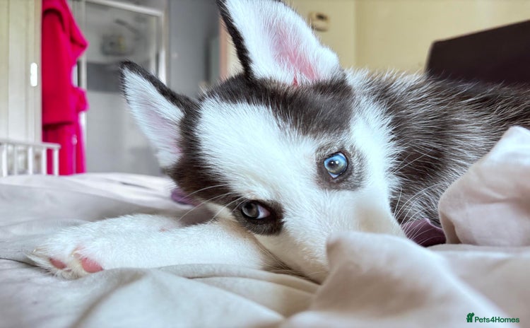 Siberian Husky dogs - Advert 7