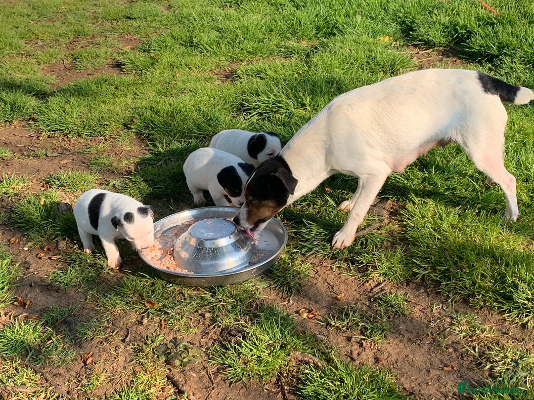 Jack Russell dogs for sale: Very smart Jack Russell Dog pup - Advert 2